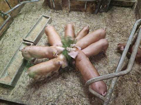 Schöne Ferkel
