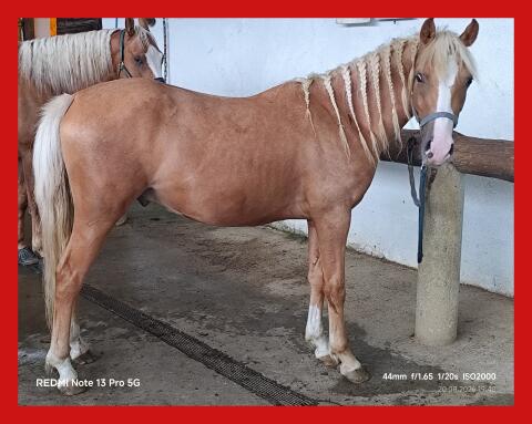 2-jähriger Ponywallach