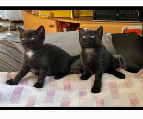 Babykatzen abzugeben