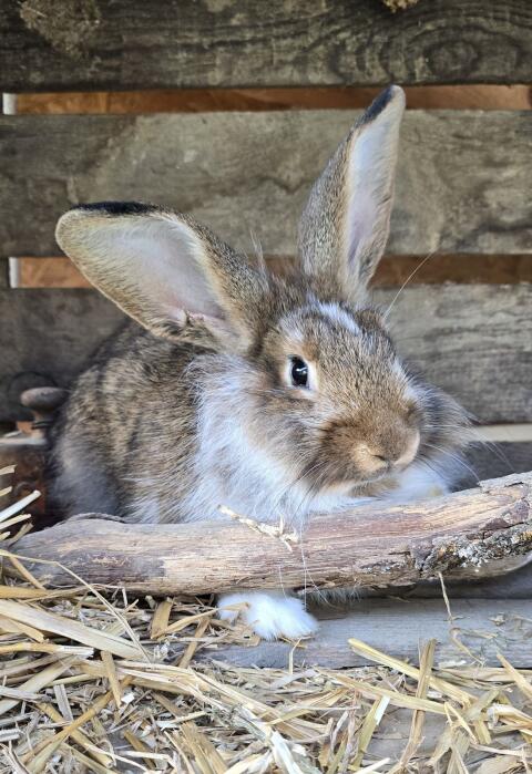 Kaninchen, Hase, Mischling, Fleischhase