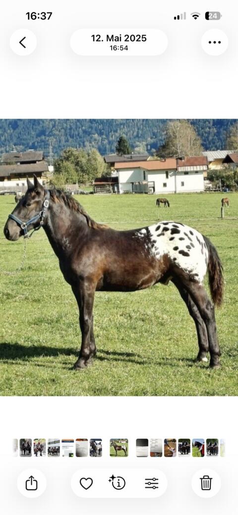 Suche Noriker Hengstfohlen