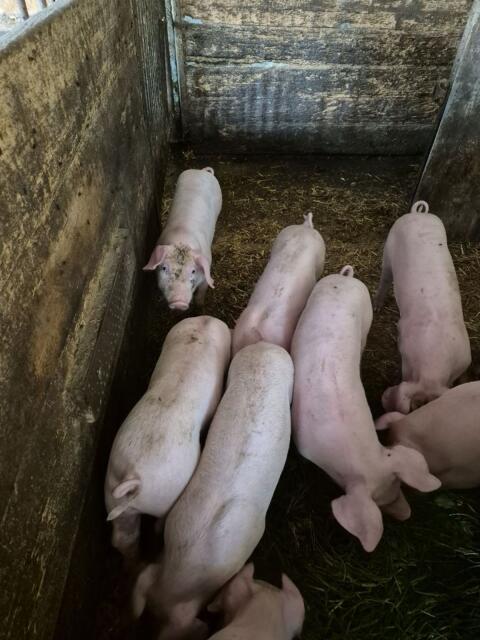 Ferkel zu verkaufen
