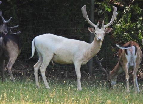 Damwild, Damhirsch