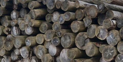 Trockenes Brennholz, Steintröge, Selch