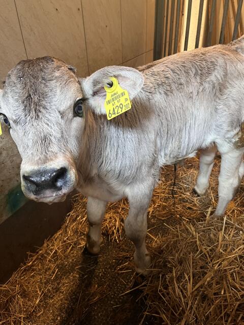 Bio-Grauviehstierkalb