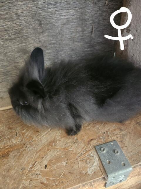 Zwergkaninchen