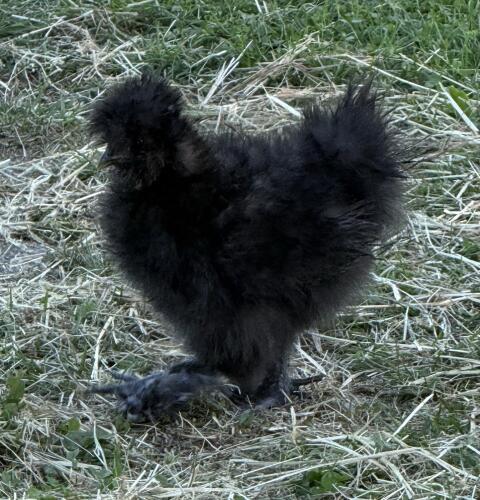 Seidenhuhn-Mix-Küken