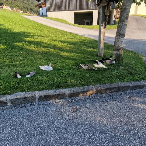 Vergeben Laufenten und Enten mit kleiner Haube