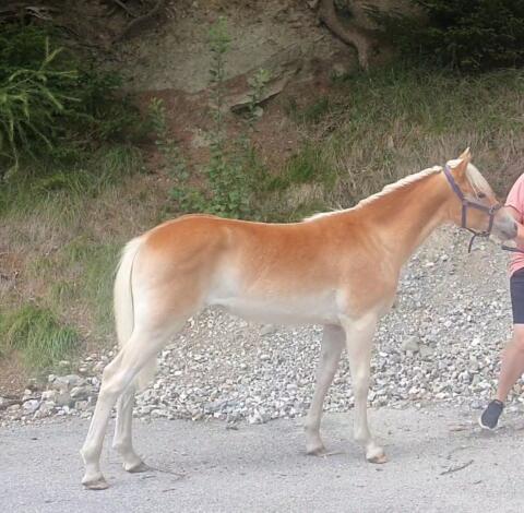 Haflinger Stutfohlen