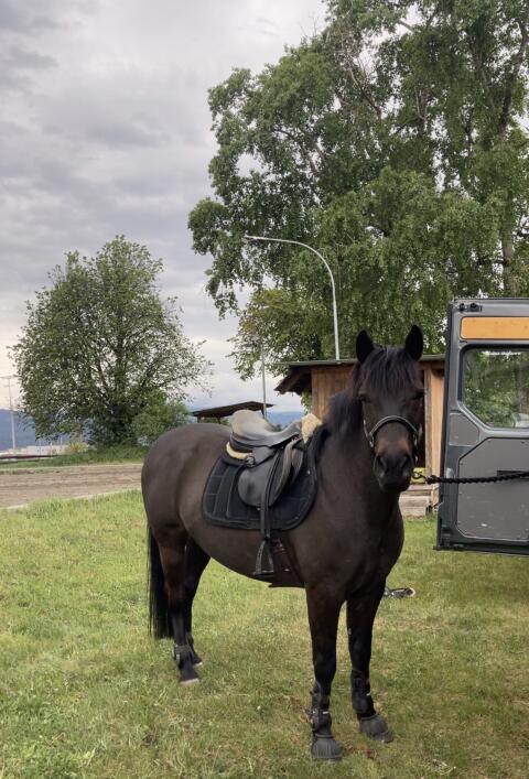 Reitpony zu verkaufen