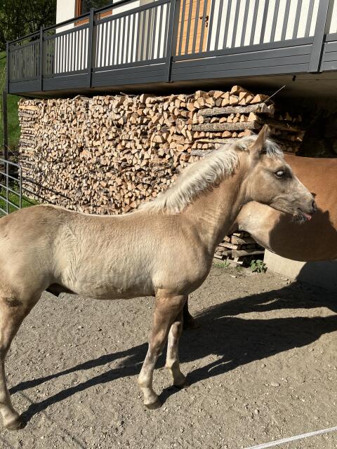 Haflinger-Hengstfohlen Sakari
