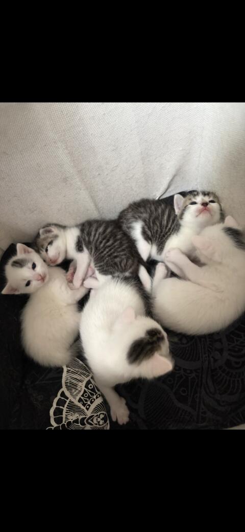 Katzenbabys