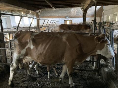 Bio-Mutterkuh mit Zwillingen