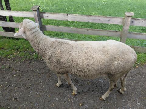 Lacaune-Widder