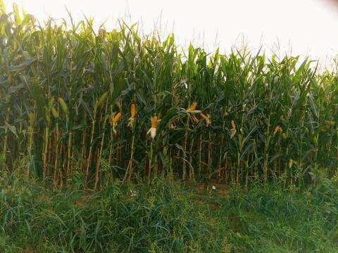 Maissilageballen