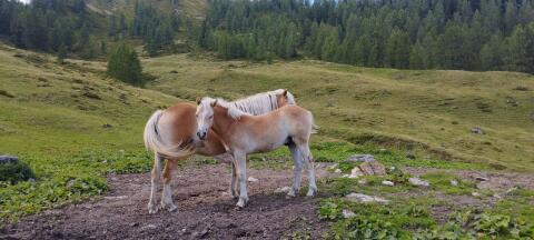 Verkaufe zwei Haflinger Hengstfohlen