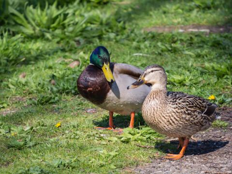 Stockenten, Wildenten