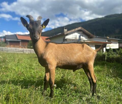 GGZ-Bock