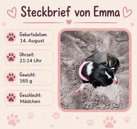 Zuckersüße Hundewelpen