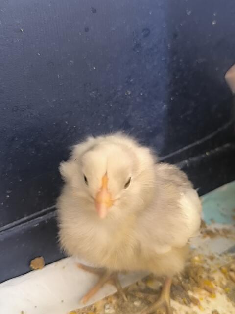 Araucana mit Bommel, Weiß