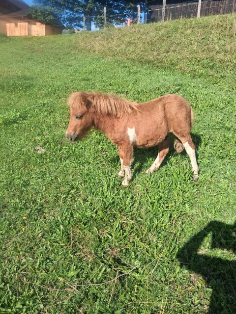 Minipony