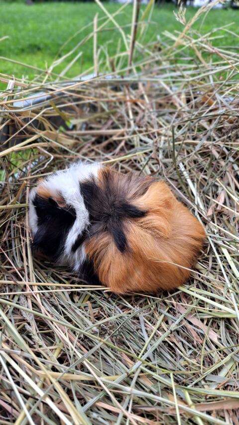 Rosetten-Meerschweinchen