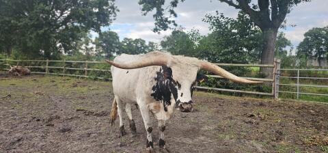 Texas Longhorn Bulle, Ochse, Fresser