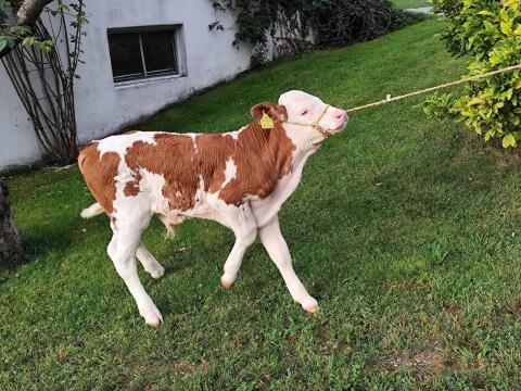 Bio-Stierkalb
