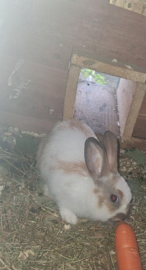 Kaninchen