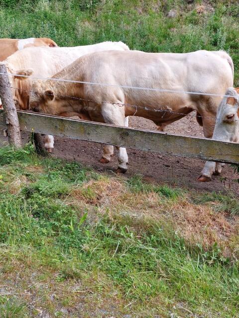 Stier FV-CH