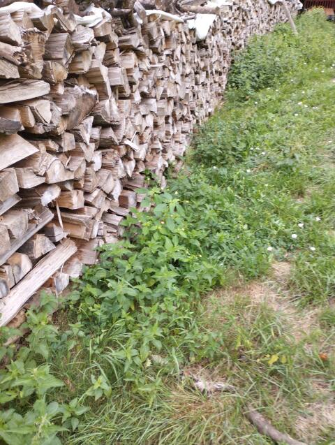 Brennholz