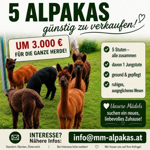 Alpaka-Herde
