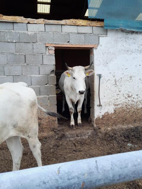 Chianina-Rinder mit Papieren für Zucht