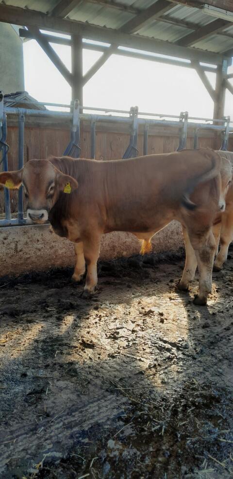 Murbodner Jungstier Moritz