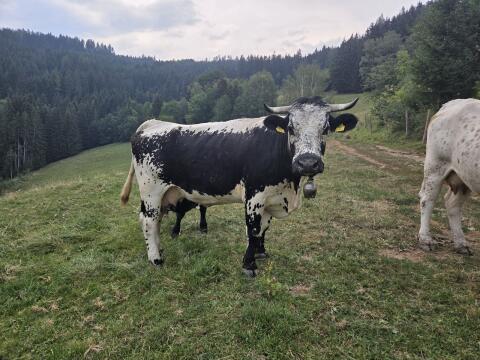 Bio Sprinzenkuh