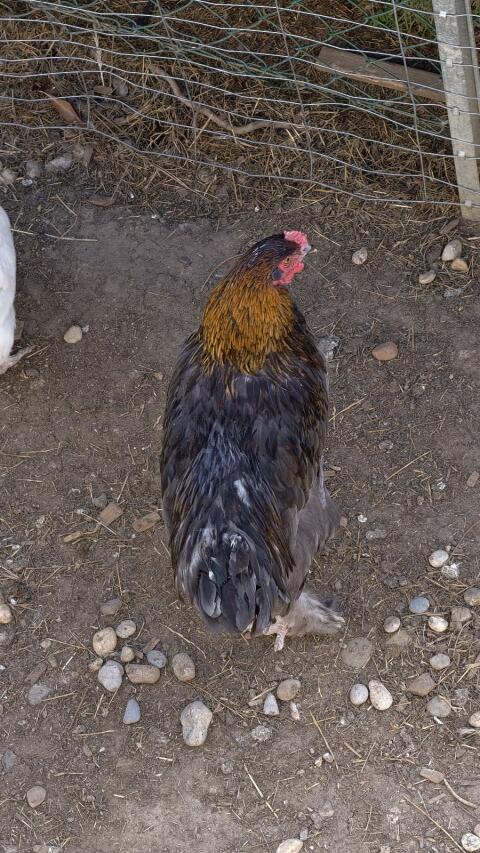Brahma-Maran-Mix Hahn und Henne