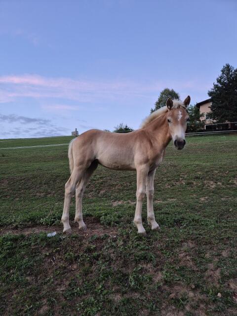 Haflinger Stutfohlen Casandra