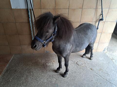 Minipony Hengst, 4 j, sehr brav