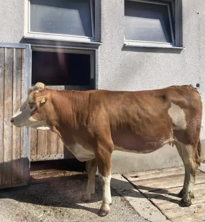 Verkaufe Bio-Kalbin, trächtig, Fleckvieh, Zuchtkalbin