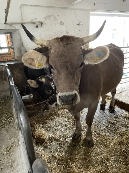 Reinrassige OBV Kalbin, trächtig