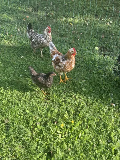 Blumenhuhn-Hahn, 2 Hennen