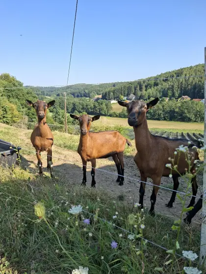 GGZ Jungziegen und Kitze