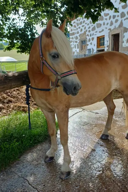 Stella-Luna MKS, Haflinger Stute