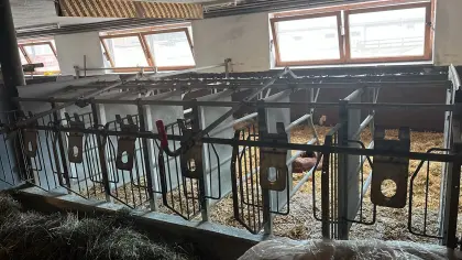 Kälberaufstallung