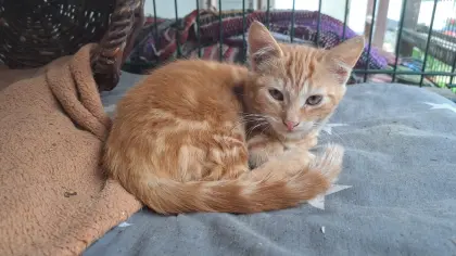Babykatzen