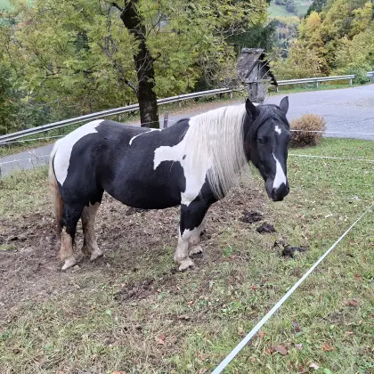 Norikerstute mit Hengstfohlen