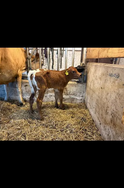 Bio Jersey-Kuh mit Kalb