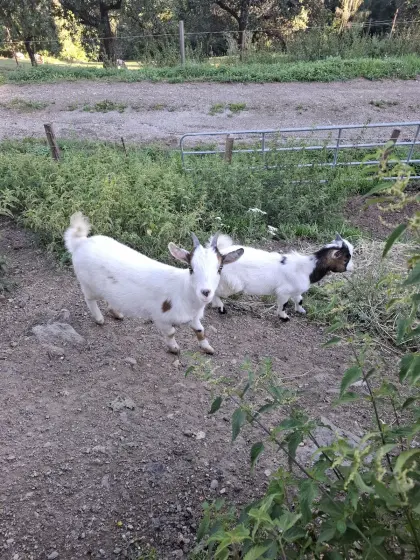 Mini-Zwergziegen
