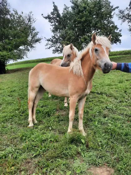 Haflinger