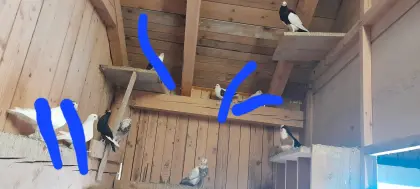 Tauben